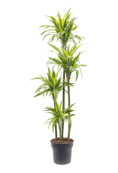Dracena Fragrans Lemon Lime