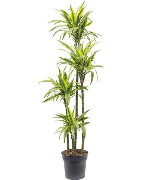 Dracena