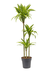 Dracena wonna 'Lemon Lime'