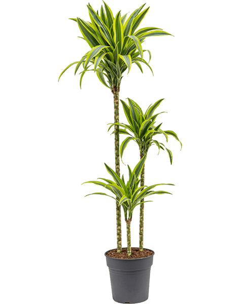Dracena