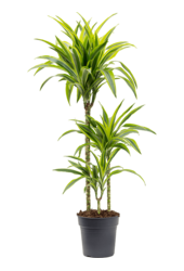 Dracena Fragrans Lemon Lime