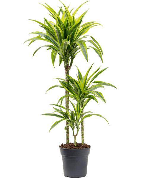 Dracena