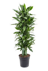 Dracaena Fragrans Janet Lind