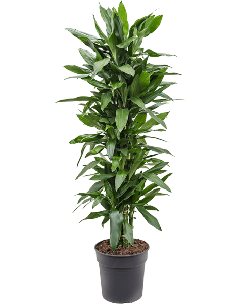 Dracaena