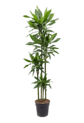 Dracena Fragrans Janet Lind