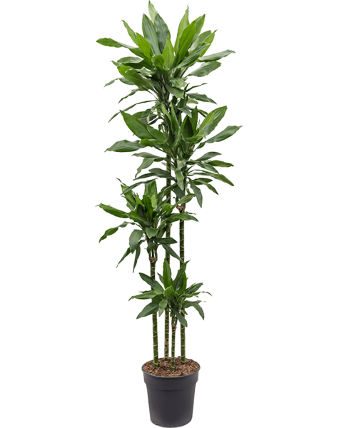 Dracena