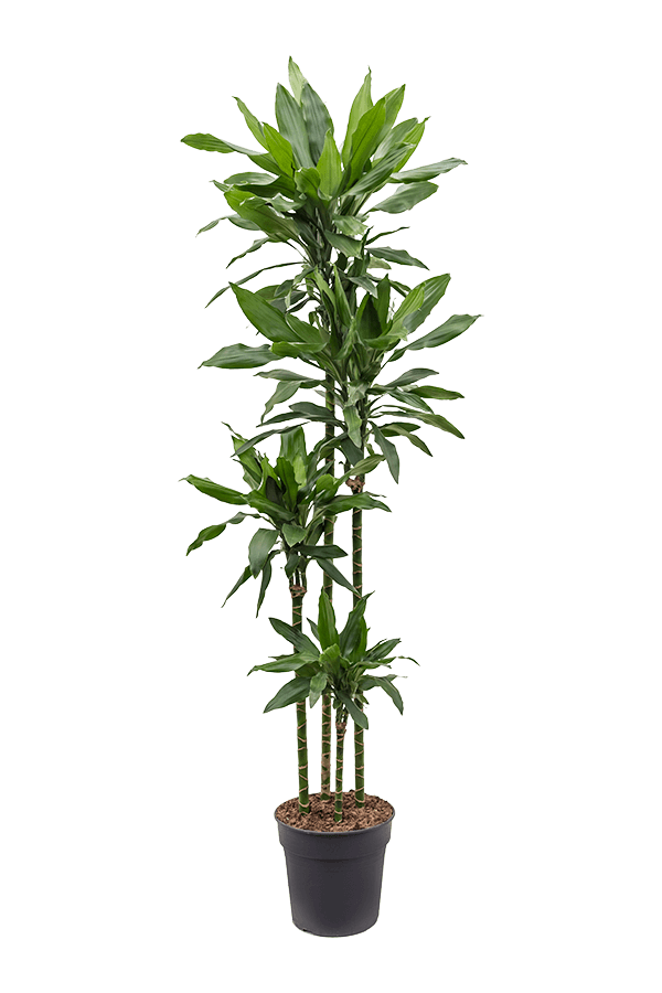 Dracena Fragrans Janet Lind