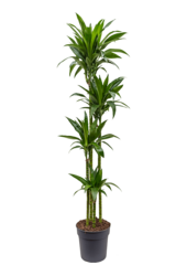 Dracena wonna Janet Craig