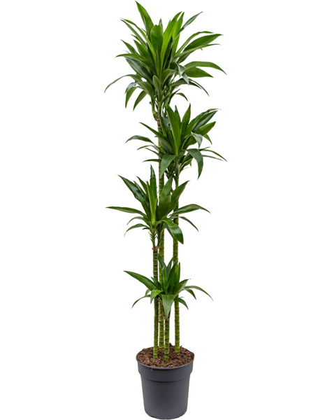 Dracena