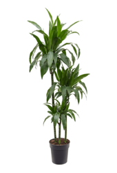 Dracena Fragrans Janet Craig