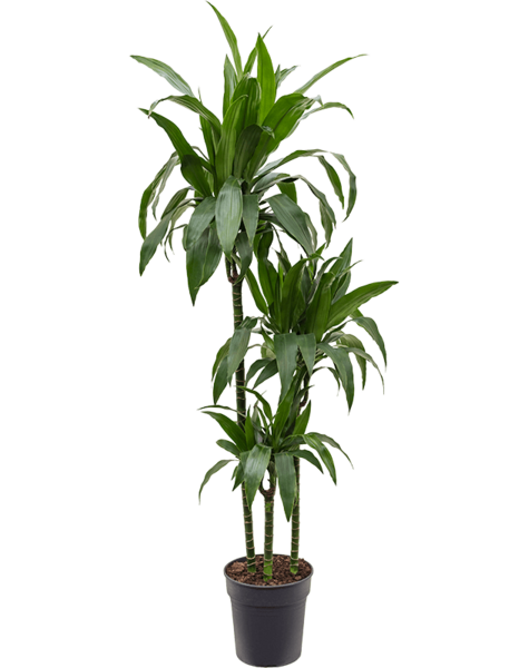 Dracena