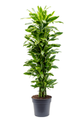 Dracena Fragrans Golden Coast