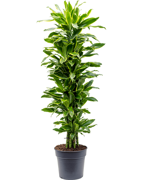 Dracena