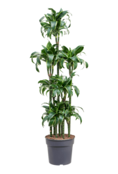Dracaena Fragrans Dorado