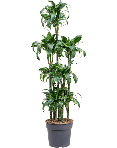 Dracena