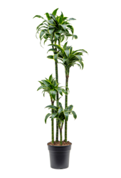 Dracaena Fragrans Dorado