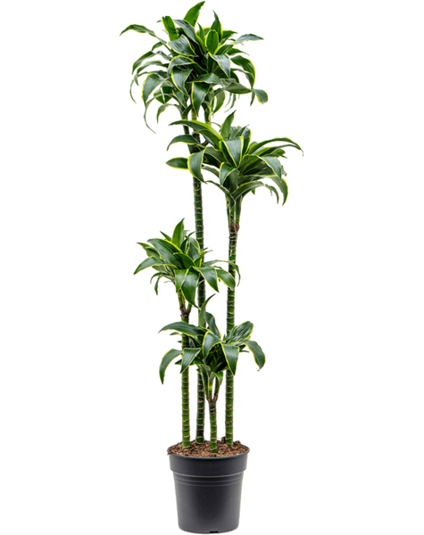Dracaena