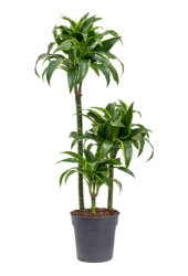 Dracena Fragrans Dorado