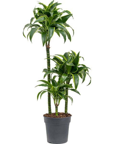Dracena