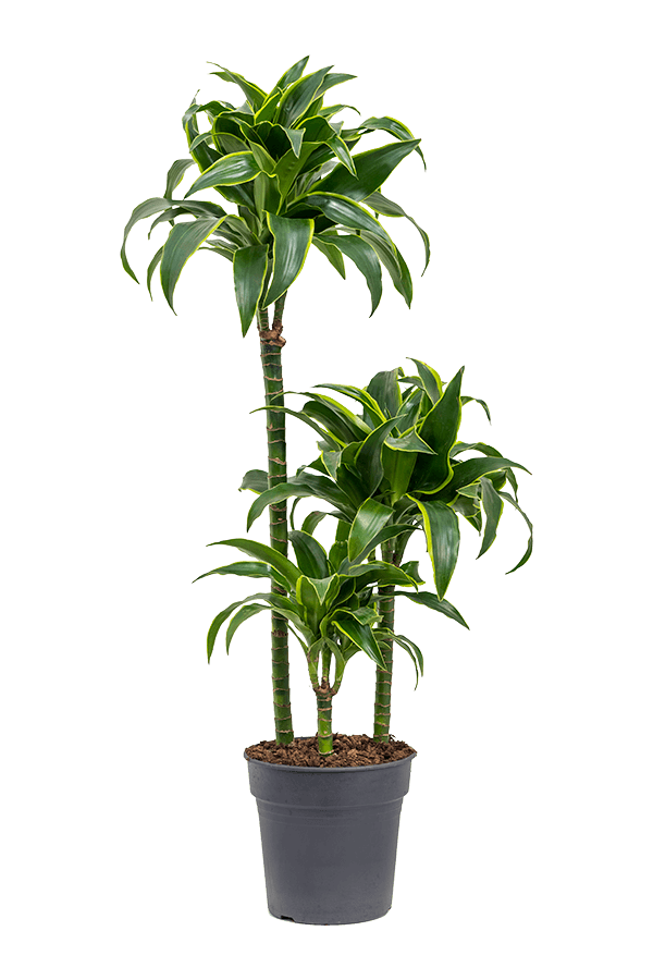 Dracena Fragrans Dorado