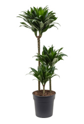 Dracena Fragrans Compacta