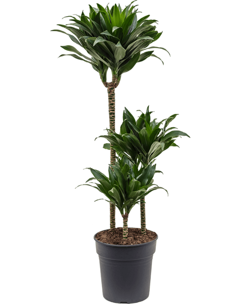 Dracena