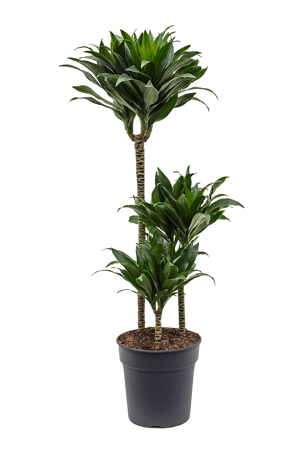 Dracena Fragrans Compacta