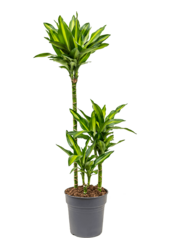 Dracena Wonna Cintho