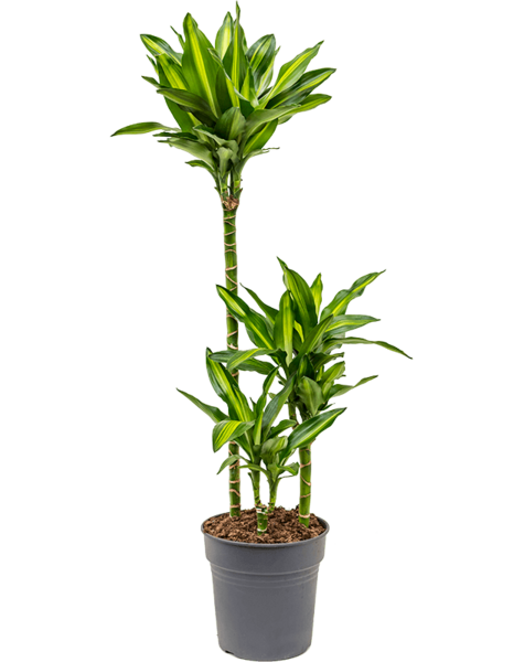 Dracena