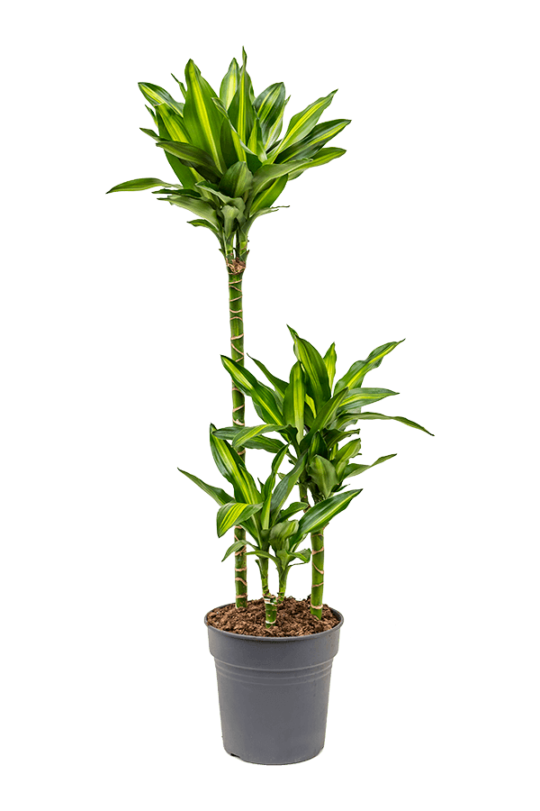 Dracena Wonna Cintho