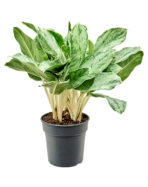Aglaonema