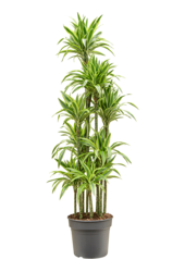 Dracena Fragrans Lemon Lime