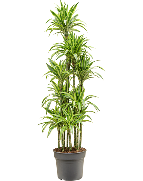 Dracena