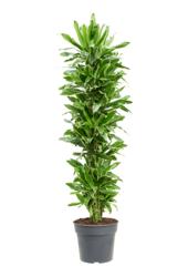 Dracena Fragrans Golden Coast