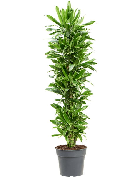 Dracena