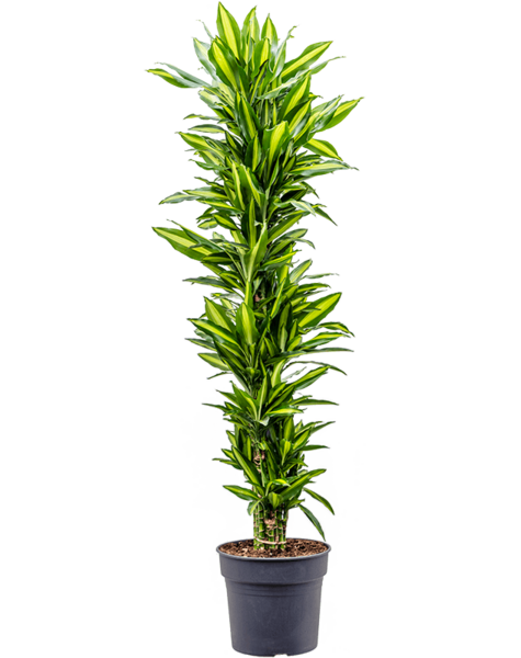 Dracena