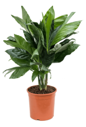 Chamaedorea Metallica