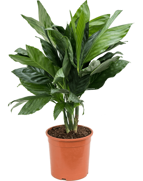 Chamaedorea