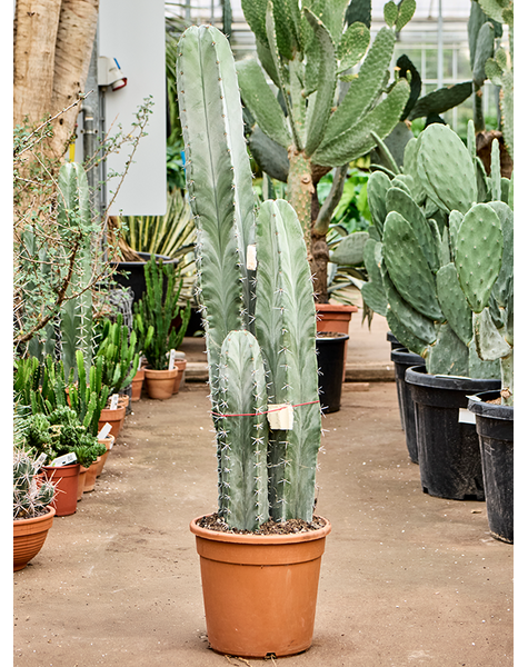 Stenocereus