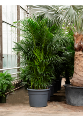 Kentia (Howea) Forsteriana