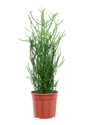 Euphorbia Tirucalli