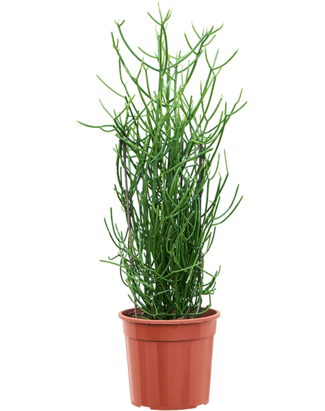 Euphorbia