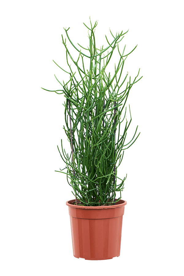 Euphorbia Tirucalli