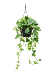 Scindapsus (Epipremnum) Aureum