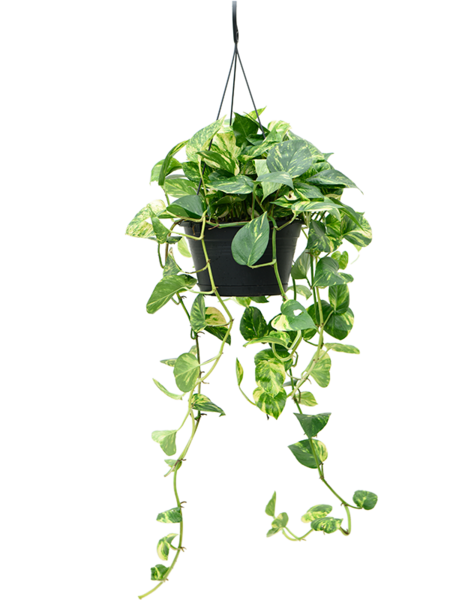 Scindapsus