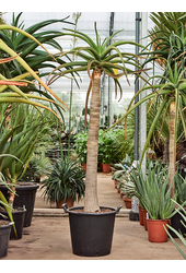 Aloes Bainesii (barberae)