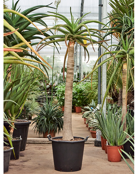 Aloes