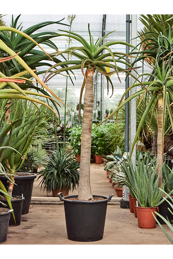 Aloes Bainesii (barberae)