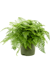 Asplenium Dimorphum Parvati