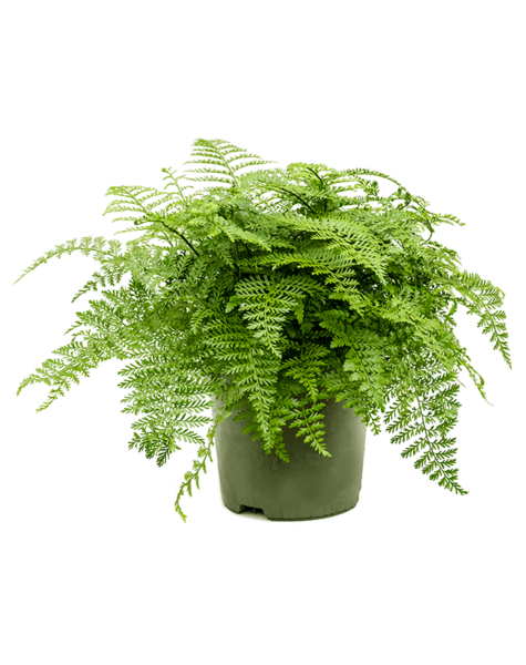 Asplenium